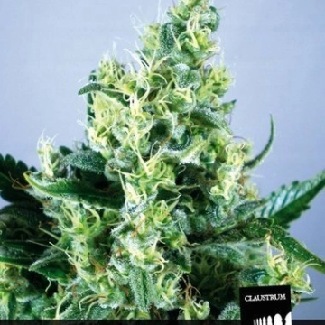 Claustrum cannabis plants in bloom, grown from Feminized seeds – ideal for home cultivation from Positronics