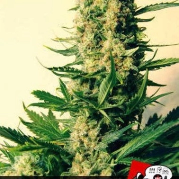 Critical #47 cannabis plants in bloom, grown from Feminized seeds – ideal for home cultivation from Positronics