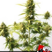 Critical Express cannabis plants in bloom, grown from Automatic seeds – ideal for home cultivation from Positronics