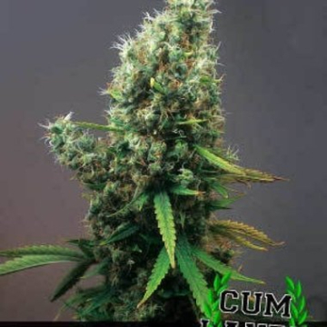 Cum Laude cannabis plants in bloom, grown from Feminised seeds – ideal for home cultivation from Positronics