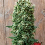 GordoMaster Kush cannabis plants in bloom, grown from Feminized seeds – ideal for home cultivation from Positronics