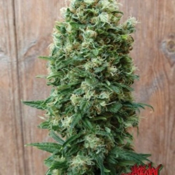 GordoMaster Kush cannabis plants in bloom, grown from Feminized seeds – ideal for home cultivation from Positronics