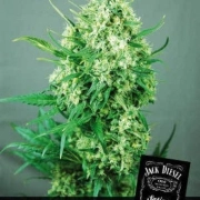 Jack Diesel cannabis plants in bloom, grown from Feminized seeds – ideal for home cultivation from Positronics