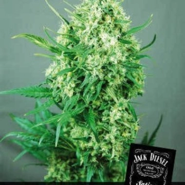 Jack Diesel cannabis plants in bloom, grown from Feminized seeds – ideal for home cultivation from Positronics