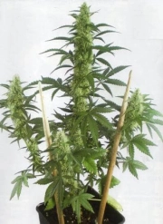 MayDay cannabis plants in bloom, grown from Automatic seeds – ideal for home cultivation from Positronics