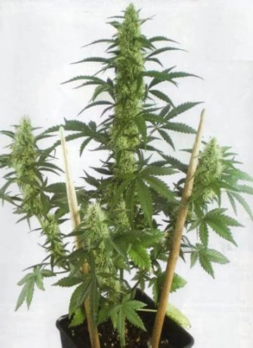 MayDay cannabis plants in bloom, grown from Automatic seeds – ideal for home cultivation from Positronics