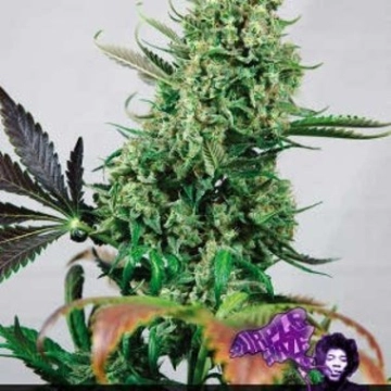 Purple Haze cannabis plants in bloom, grown from Feminized seeds – ideal for home cultivation from Positronics