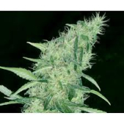 Somango #47 cannabis plants in bloom, grown from Feminised seeds – ideal for home cultivation from Positronics