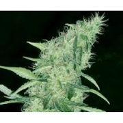 Somango #47 cannabis plants in bloom, grown from Feminized seeds – ideal for home cultivation from Positronics