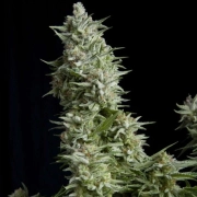 Alpujarreña cannabis plants in bloom, grown from Feminized seeds – ideal for home cultivation from Pyramid Seeds