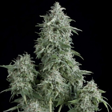 Anubis cannabis plants in bloom, grown from Feminised seeds – ideal for home cultivation from Pyramid Seeds