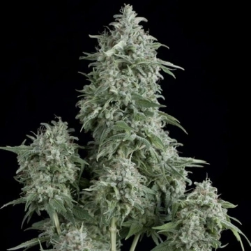 Anubis cannabis plants in bloom, grown from Feminized seeds – ideal for home cultivation from Pyramid Seeds