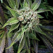 Auto Blue Pyramid cannabis plants in bloom, grown from Automatic seeds – ideal for home cultivation from Pyramid Seeds