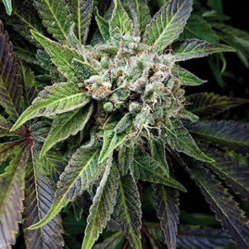Auto Blue Pyramid cannabis plants in bloom, grown from Automatic seeds – ideal for home cultivation from Pyramid Seeds