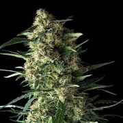 Auto Galaxy cannabis plants in bloom, grown from Automatic seeds – ideal for home cultivation from Pyramid Seeds