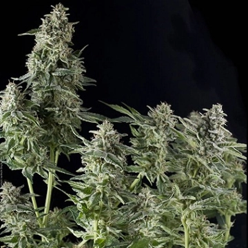 Auto Northern Lights cannabis plants in bloom, grown from Automatic seeds – ideal for home cultivation from Pyramid Seeds