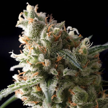 Auto Super Hash cannabis plants in bloom, grown from Regular seeds – ideal for home cultivation from Pyramid Seeds