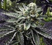 Commerce City Kush cannabis plants in bloom, grown from Regular seeds – ideal for home cultivation from Rare Dankness
