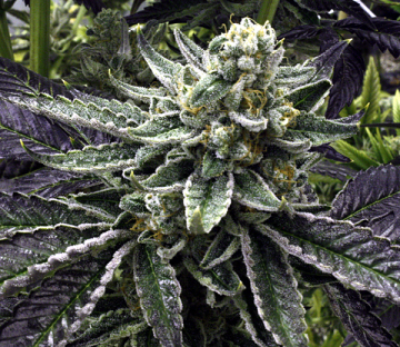 Commerce City Kush cannabis plants in bloom, grown from Regular seeds – ideal for home cultivation from Rare Dankness