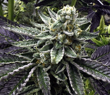 Commerce City Kush cannabis plants in bloom, grown from Regular seeds – ideal for home cultivation from Rare Dankness