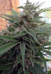 Flo OG cannabis plants in bloom, grown from Regular seeds – ideal for home cultivation from Rare Dankness