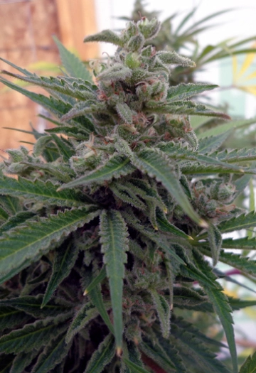 Flo OG cannabis plants in bloom, grown from Regular seeds – ideal for home cultivation from Rare Dankness