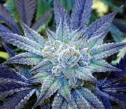Night Terror OG cannabis plants in bloom, grown from Regular seeds – ideal for home cultivation from Rare Dankness