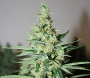 Tangerine Trainwreck Haze cannabis plants in bloom, grown from Regular seeds – ideal for home cultivation from Rare Dankness