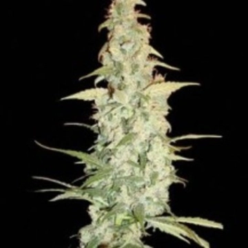 Cole Train cannabis plants in bloom, grown from Feminized seeds – ideal for home cultivation from Reserva Privada