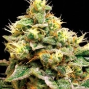 Confidential Cheese cannabis plants in bloom, grown from Feminized seeds – ideal for home cultivation from Reserva Privada