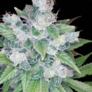 Kandy Kush – Reserva Privada – Feminized – Product view 2