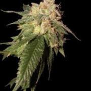 OG Kush cannabis plants in bloom, grown from Feminised seeds – ideal for home cultivation from Reserva Privada