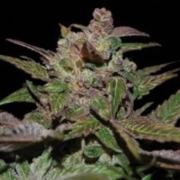 Purple Wreck – Reserva Privada – Regular – Product view 2