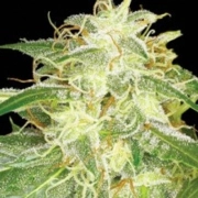 Silver Bubble – Reserva Privada – Feminized – Product view 2