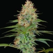 Silver Kush cannabis plants in bloom, grown from Feminized seeds – ideal for home cultivation from Reserva Privada