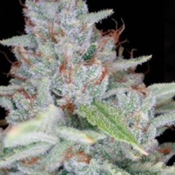 Skywalker Kush cannabis plants in bloom, grown from Feminised seeds – ideal for home cultivation from Reserva Privada