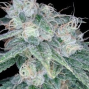 Sour Diesel cannabis plants in bloom, grown from Feminised seeds – ideal for home cultivation from Reserva Privada