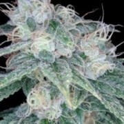 Sour Diesel – Reserva Privada – Feminized – Product view 2