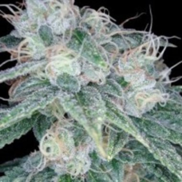 Sour Diesel cannabis plants in bloom, grown from Feminised seeds – ideal for home cultivation from Reserva Privada