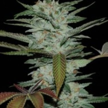 Sour Kush cannabis plants in bloom, grown from Feminised seeds – ideal for home cultivation from Reserva Privada
