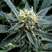 Strawberry Banana cannabis plants in bloom, grown from Feminized seeds – ideal for home cultivation from Reserva Privada