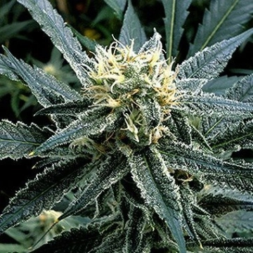 Strawberry Banana cannabis plants in bloom, grown from Feminized seeds – ideal for home cultivation from Reserva Privada