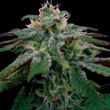 X18 Pure Pakistani cannabis plants in bloom, grown from Regular seeds – ideal for home cultivation from Reserva Privada