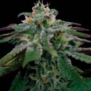 X18 Pure Pakistani – Reserva Privada – Feminized – Product view 2