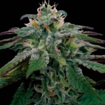 X18 Pure Pakistani cannabis plants in bloom, grown from Feminised seeds – ideal for home cultivation from Reserva Privada