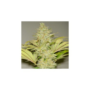Bubblicious cannabis plants in bloom, grown from Regular seeds – ideal for home cultivation from Resin Seeds