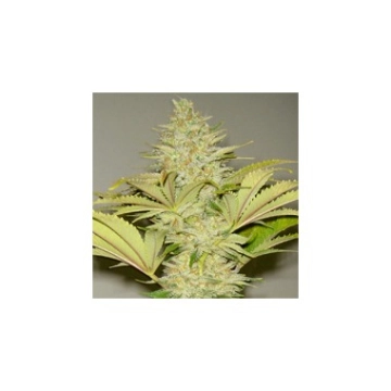 Bubblicious cannabis plants in bloom, grown from Regular seeds – ideal for home cultivation from Resin Seeds