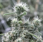 Cannatonic cannabis plants in bloom, grown from Feminized seeds – ideal for home cultivation from Resin Seeds