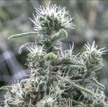Cannatonic cannabis plants in bloom, grown from Feminized seeds – ideal for home cultivation from Resin Seeds
