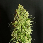 Cannatonic cannabis plants in bloom, grown from Regular seeds – ideal for home cultivation from Resin Seeds